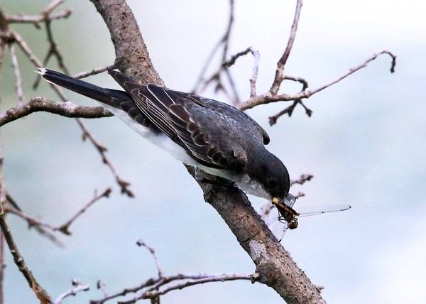 Eastern Kingbird eating a dragonfly by tcmurray74 is licensed under CC BY-NC 2.0